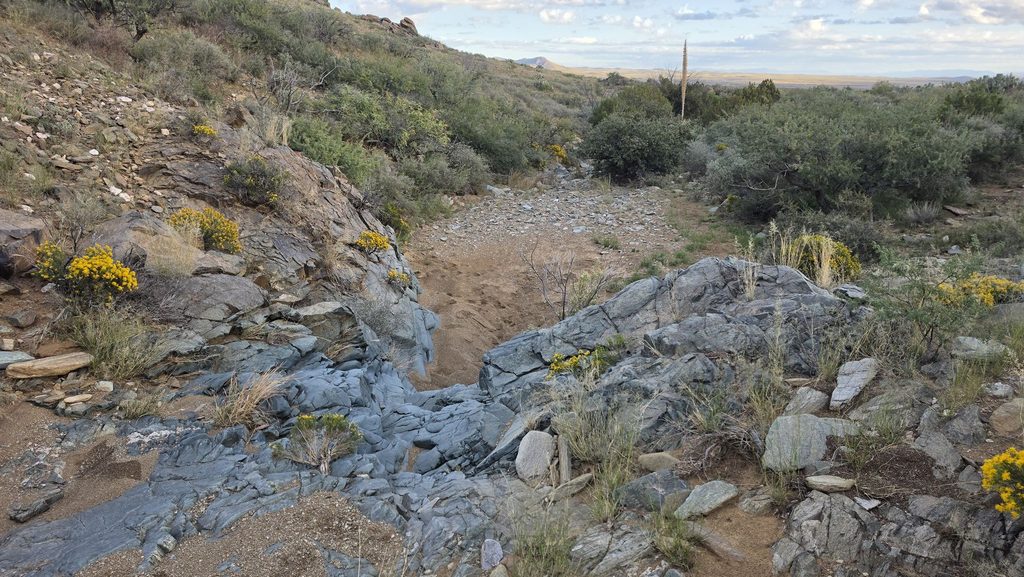 Desert wash with yellow wildflowers and rocky hills near Tucson, Arizona